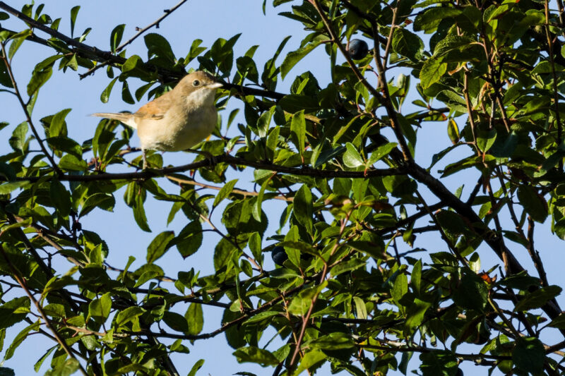 Fauvette grisette juvénile
